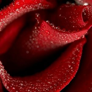 Meet your Posher, Harini