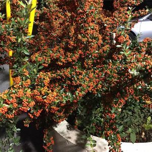 Meet your Posher, Vu