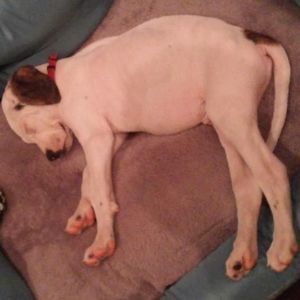 Meet your Posher, Gage