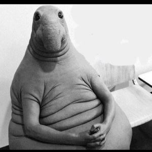 Meet your Posher, Grayson