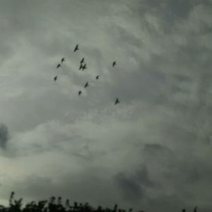 Meet your Posher, Cheyenne