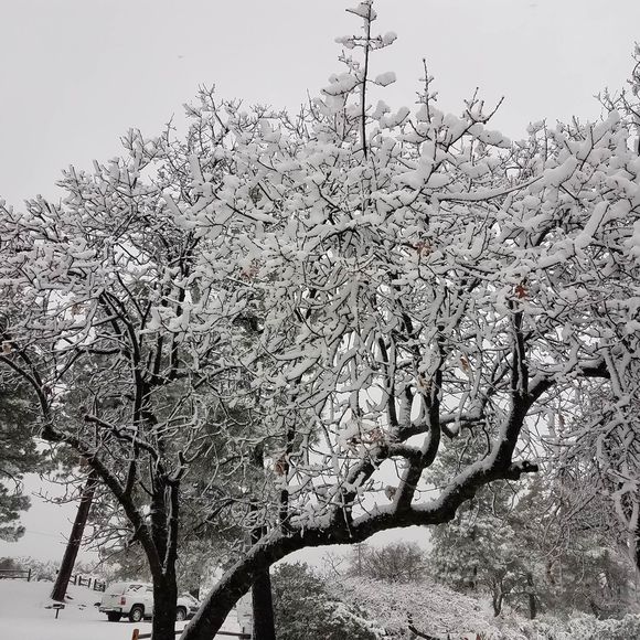 Meet your Posher, Priscilla - Picture 1 of 1