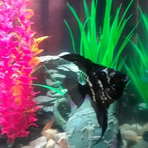 Meet your Posher, Debi