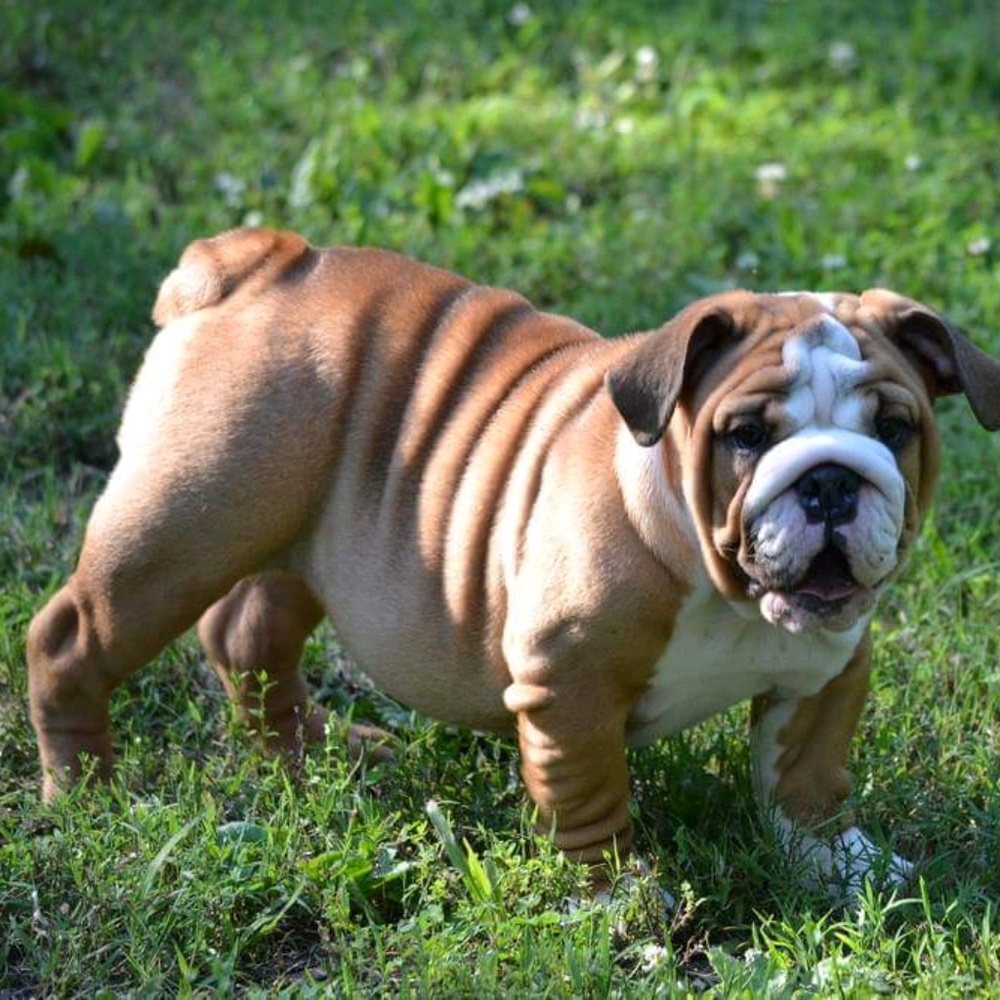 Meet your Posher, Misty