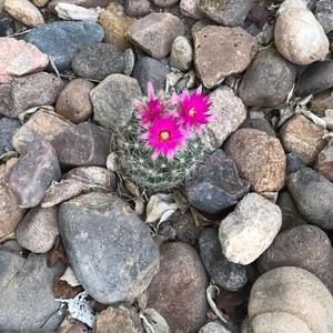 Meet your Posher, Bruce-carla