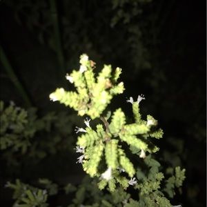 Meet your Posher, Miranda