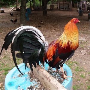 Meet your Posher, Miguel