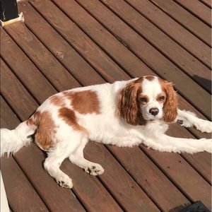 Meet your Posher, Ally