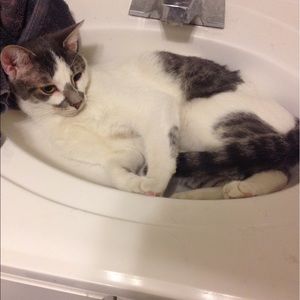 Meet your Posher, Paige