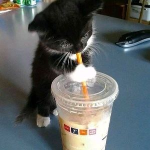 Meet your Posher, Wendi