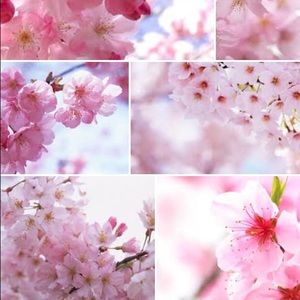 Meet your Posher, Jaye