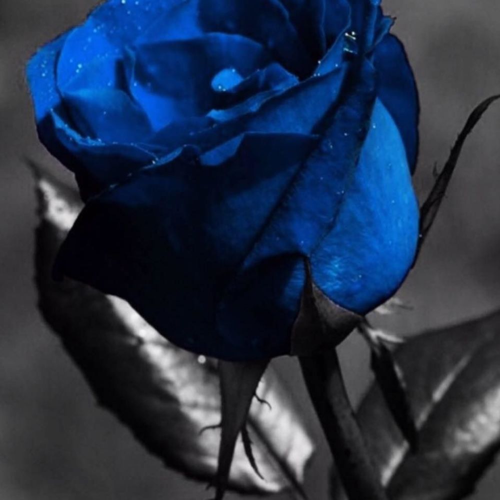 Meet your Posher, Rocio