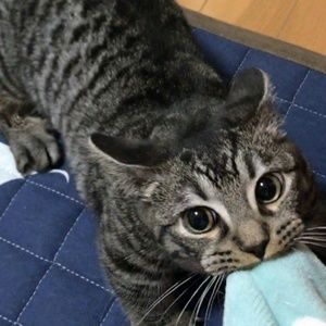 Meet your Posher, Morgan