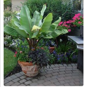 Meet your Posher, Pat