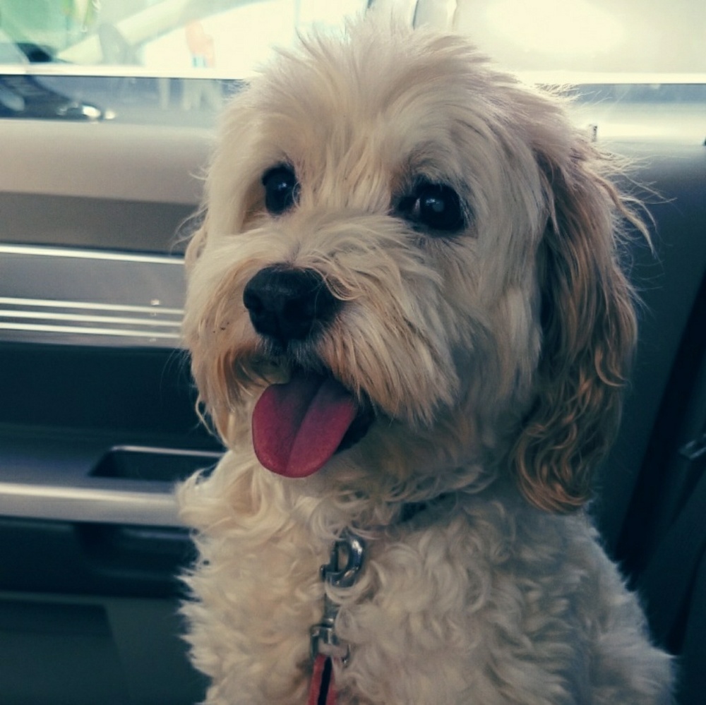 Meet your Posher, Cherie