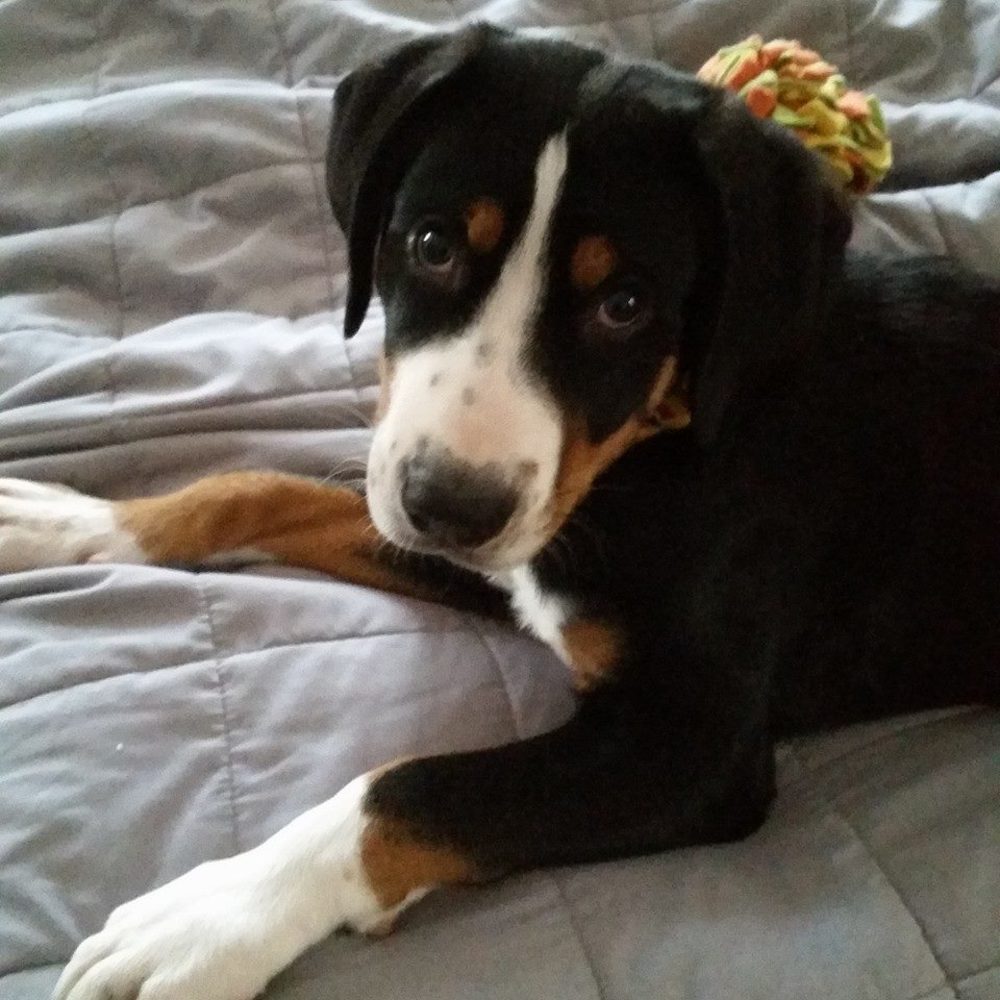 Meet your Posher, Tarsha-marie