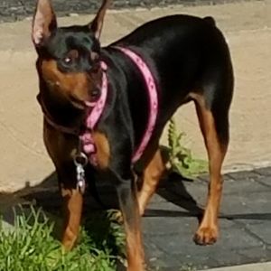 Meet your Posher, Samantha