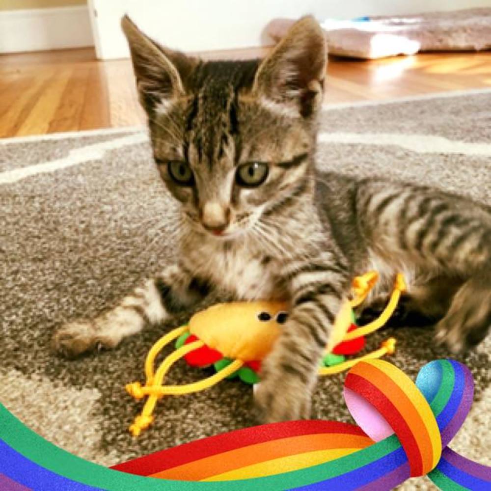 Meet your Posher, Karen