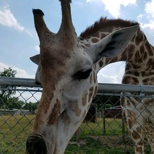 Meet your Posher, Toni