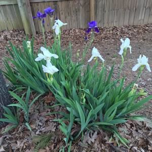 Meet your Posher, Margie