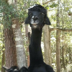 Meet your Posher, Kori