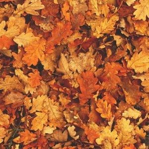 Meet your Posher, Zoe