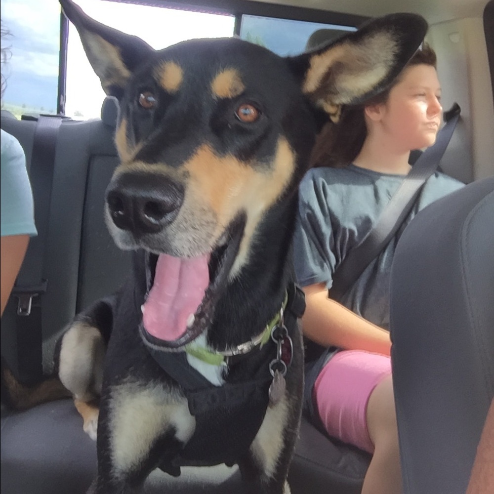 Meet your Posher, Dawn