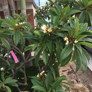 Meet your Posher, Frances