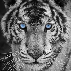 Meet your Posher, Gael