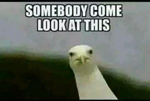 Meet your Posher, Shaun