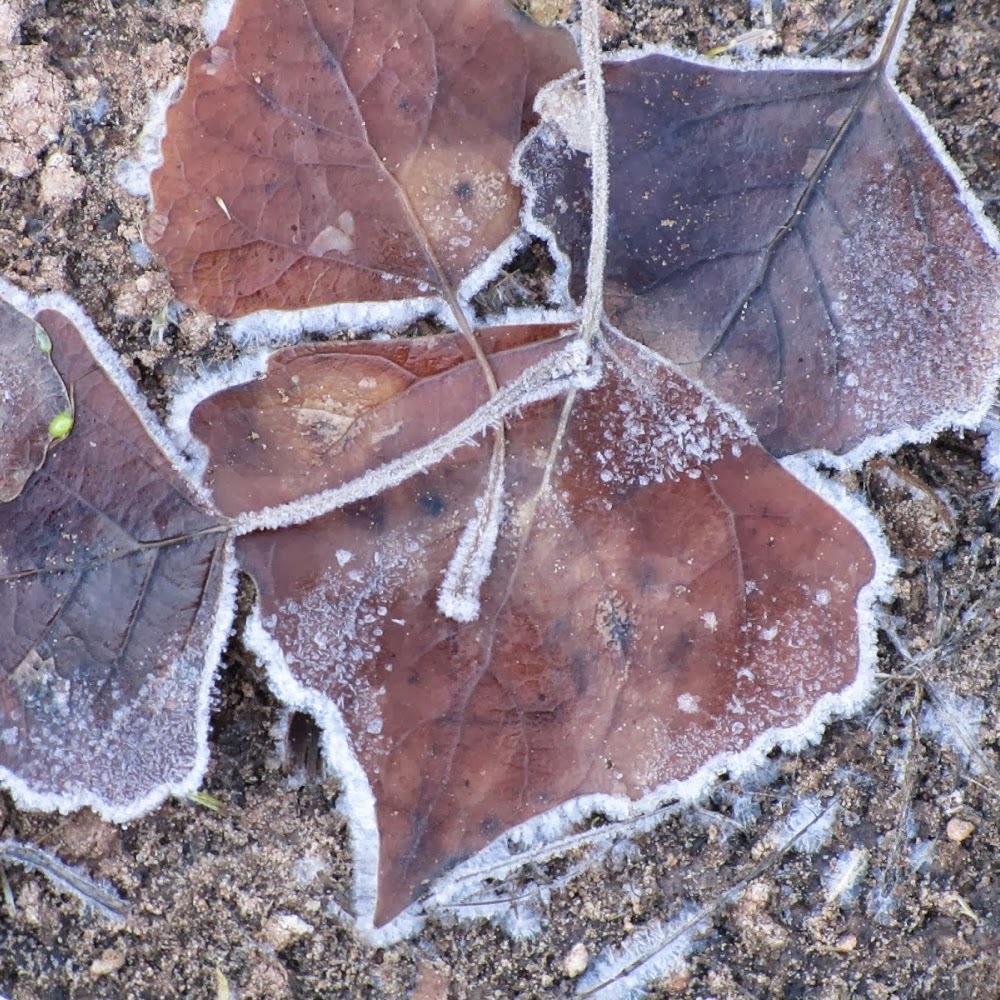Meet your Posher, Anne