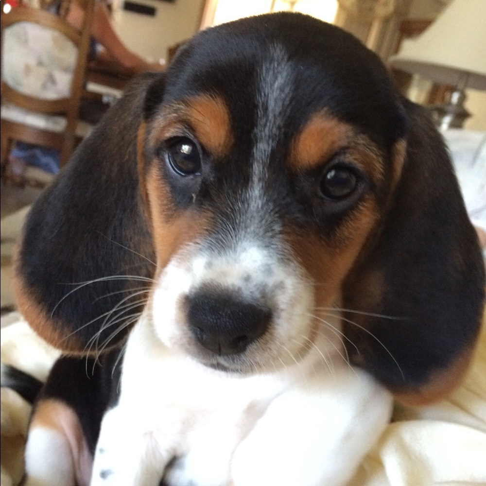 Apologies in advance for any stray dog hair.💞😂🐶