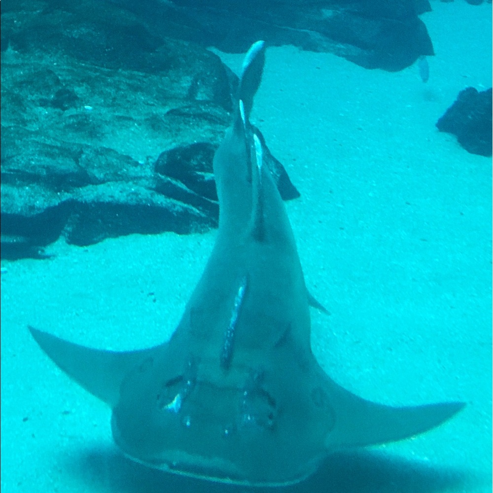 Meet your Posher, Reza