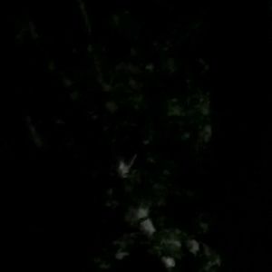 Meet your Posher, Candace