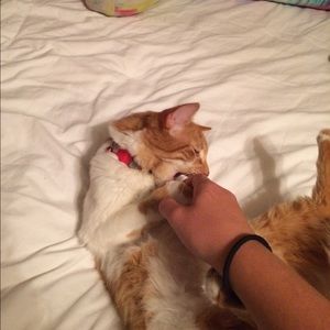 Living stuffed animal