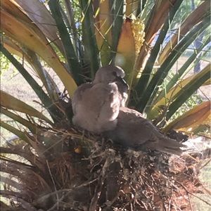 Meet your Posher, Caleb