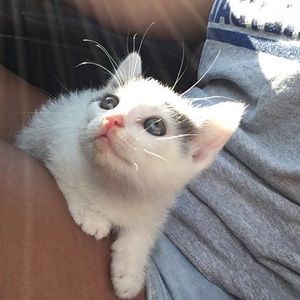 Meet your Posher, Allie