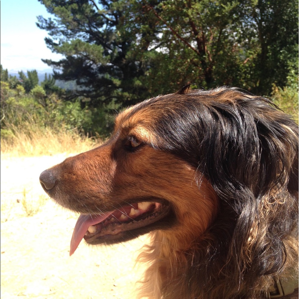 Meet your Posher, Molly