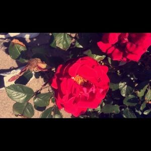 Meet your Posher, Kaylee