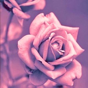 Meet your Posher, Jazmin