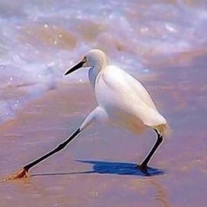 Meet your Posher, Lily