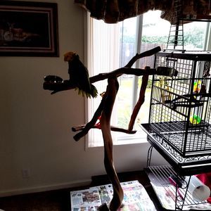 Meet your Posher, Ladina