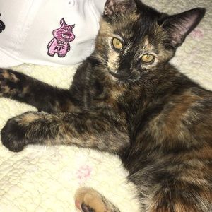Meet your Posher, Ivy