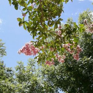 Meet your Posher, Laurel