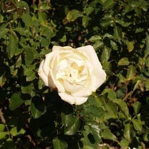 Meet your Posher, Noreen