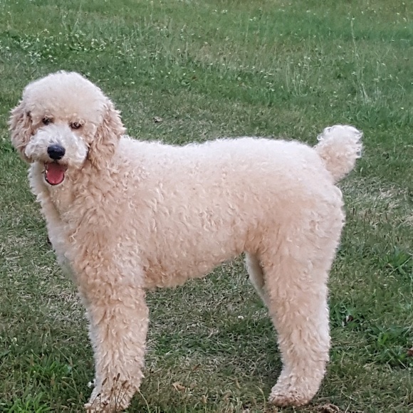 Meet your Posher, Misty - Picture 2 of 2