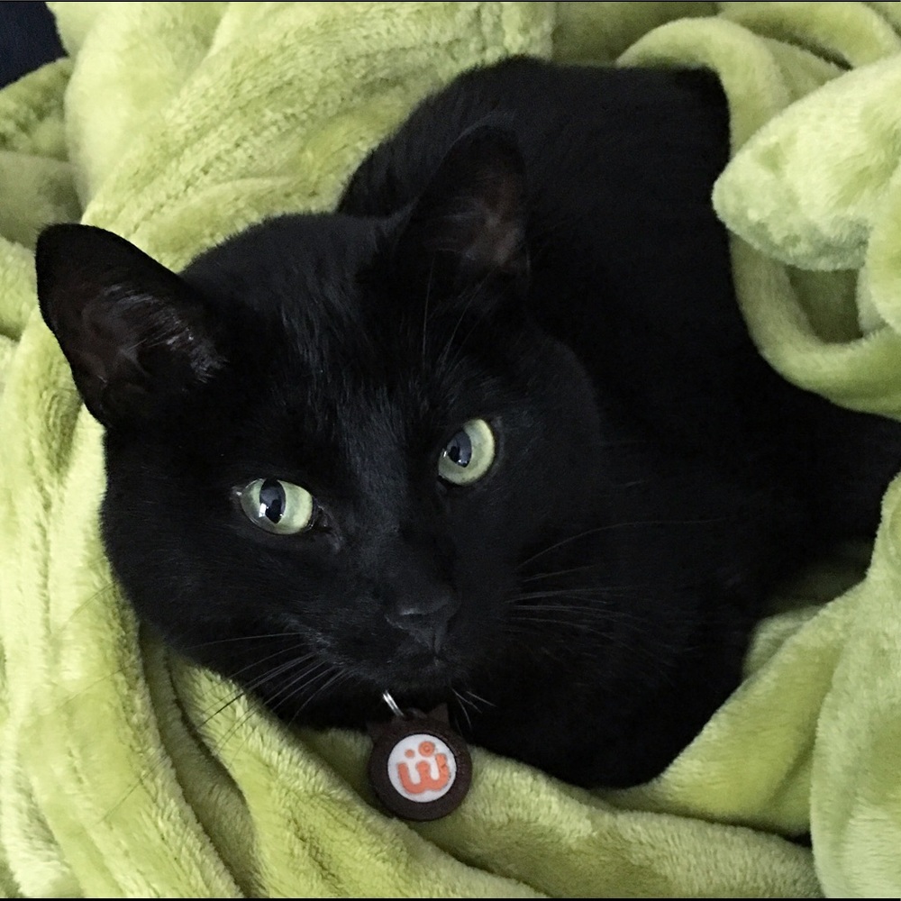 Meet your Posher, Lisa