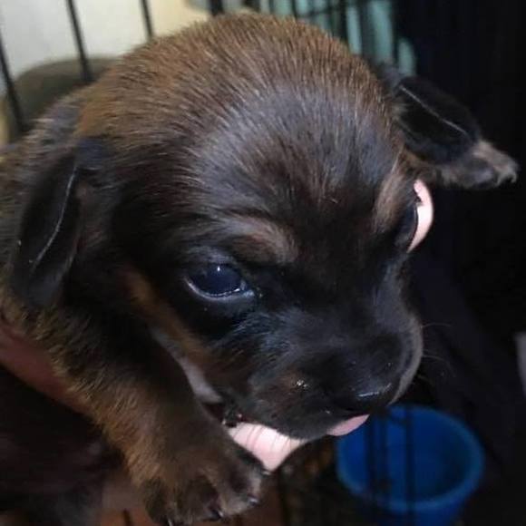 Meet your Posher, Rae - Picture 1 of 1