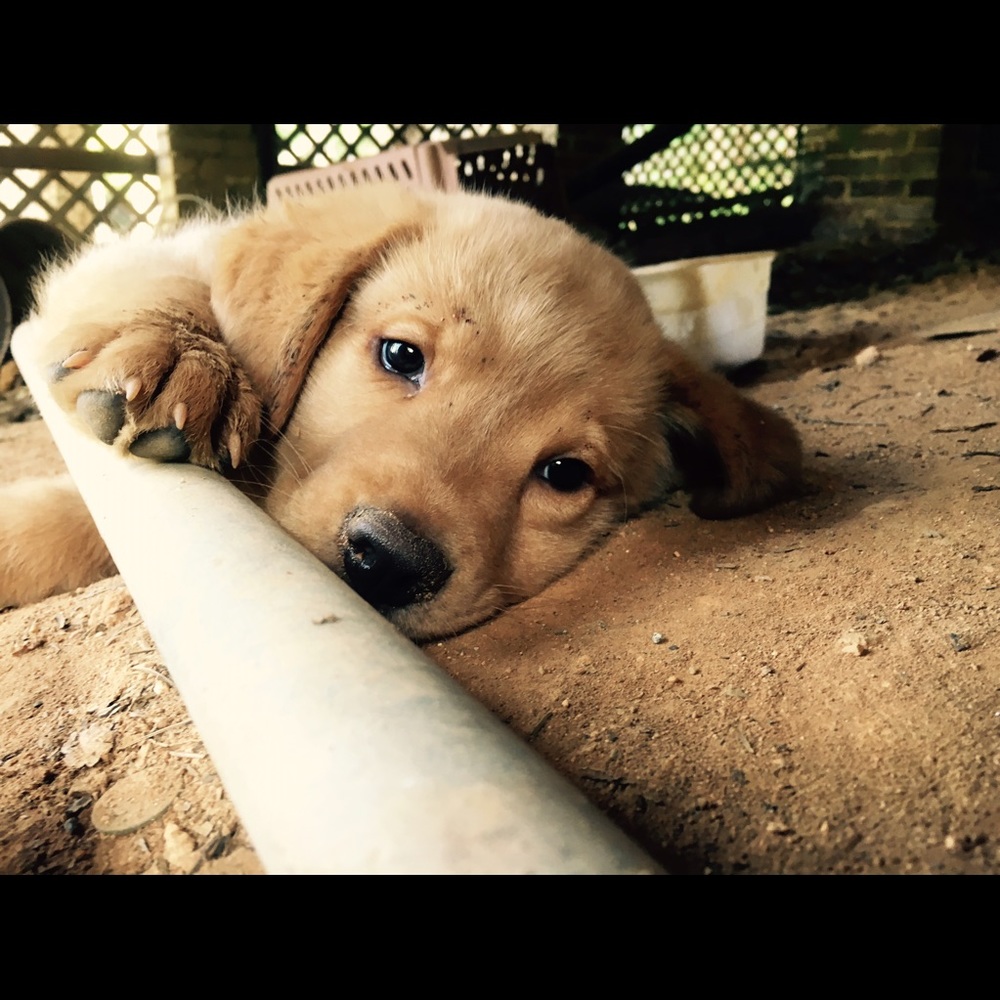 Meet your Posher, Lilly