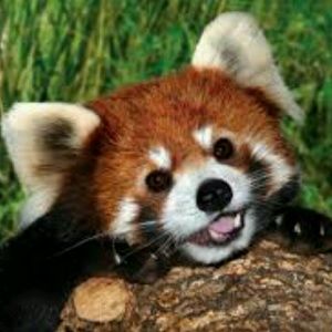 Meet your Posher, Devin